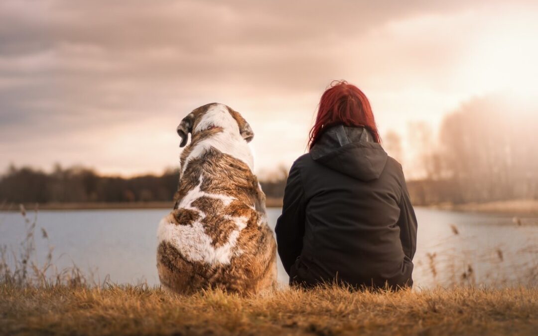 Optimizing Your Dog’s Health: A Guide to Supplements for Allergy, Joint, and Bladder Support