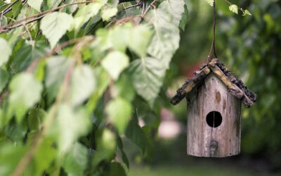 Embrace Outdoor Living in Your Own Backyard