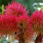 Castor Oil Plant