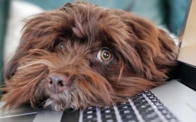 The Rise of Pet-Friendly Workplaces: How Bringing Pets to Work Can Boost Health and Productivity